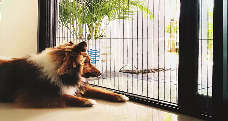 Sliding Screen Pet Door Repair in San Carlos, CA