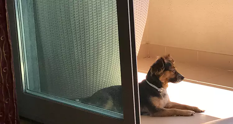 French Door Pet Screen Repair in San Carlos, CA